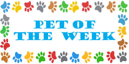 pet of the week